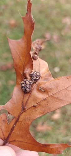 Unknown species found near Frederick, MD 21701, USA