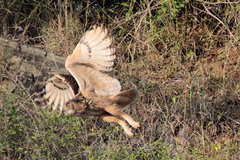 Bubo bengalensis
