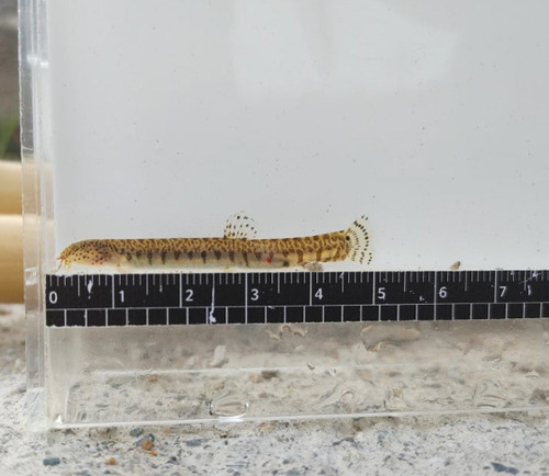 Shortband loach (Kichulchoia brevifasciata) — Cobitidae