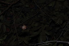 Hipposideros diadema