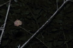 Hipposideros diadema