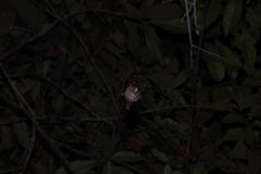 Hipposideros diadema