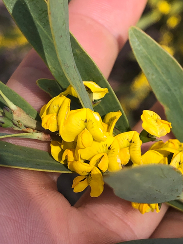 Daviesia suaveolens, 2025-10-14
