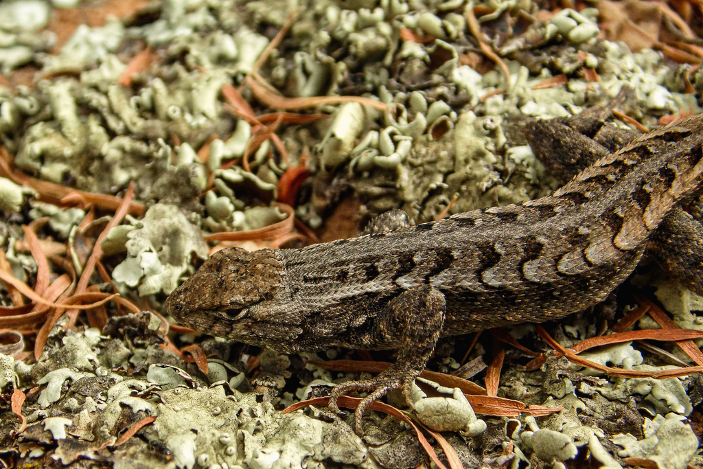 Jalapa Spiny Lizard