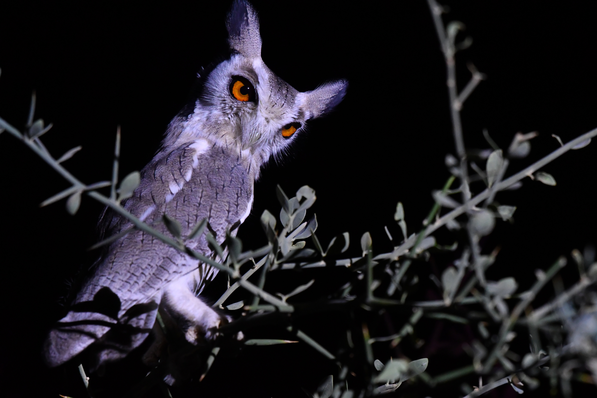 Northern White-faced Owl illustration