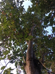 Psidium friedrichsthalianum