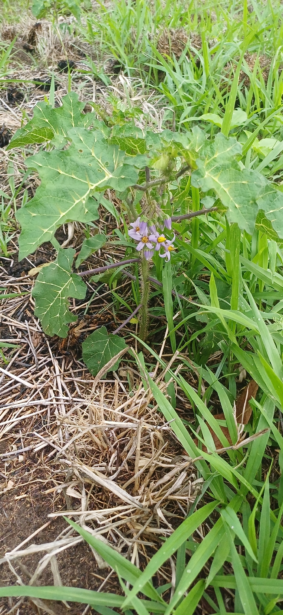Solanum palinacanthum