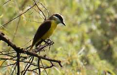 Pitangus sulphuratus