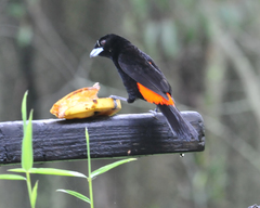 Ramphocelus flammigerus