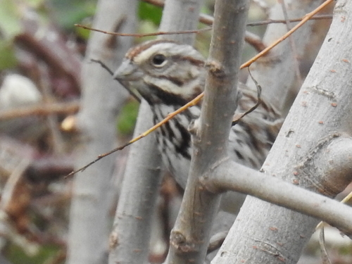 Song Sparrow photographed in Texas