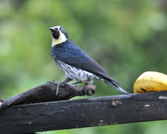 Melanerpes formicivorus
