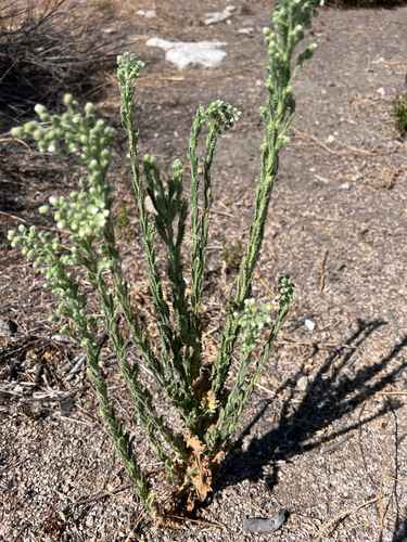 Coulter's horseweed (Laennecia coulteri)