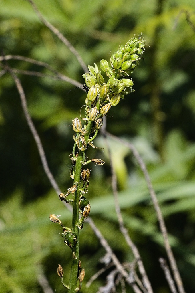 Ornithogalum viridiflorum