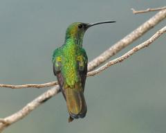 Anthracothorax nigricollis