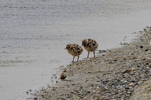 Mouette rieuse, jeune