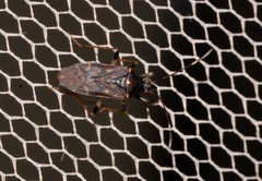 Aristaenetus similis