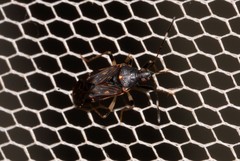 Aristaenetus similis