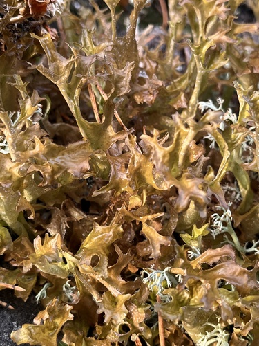 Iceland Lichen