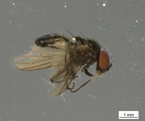 Fannia sociella