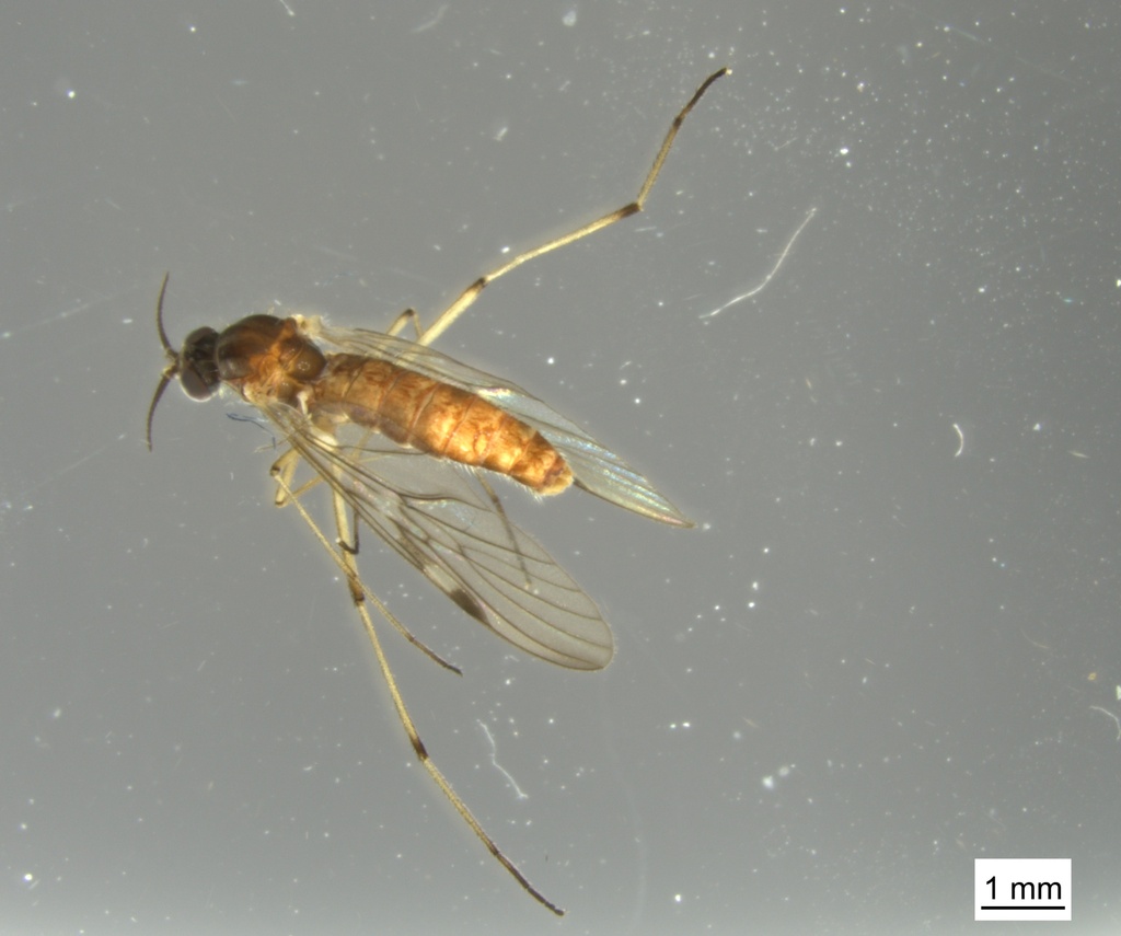 Sylvicola stackelbergi