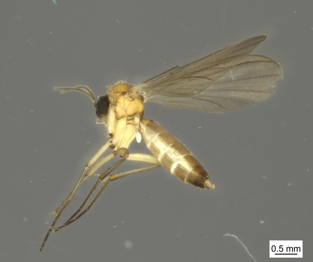 Boletina dissipata