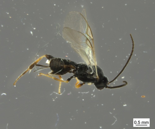 Apanteles xanthostigma