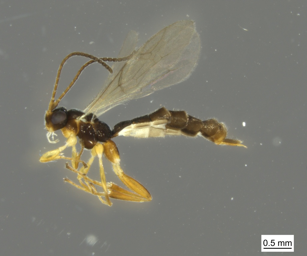 Plectiscus callidulus