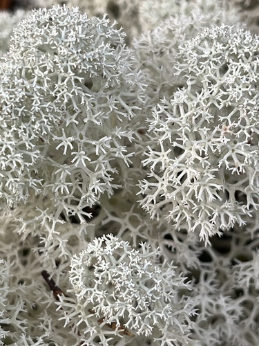 Star-tipped Reindeer Lichen