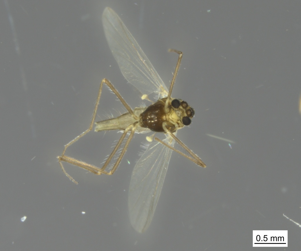 Heterotrissocladius changi