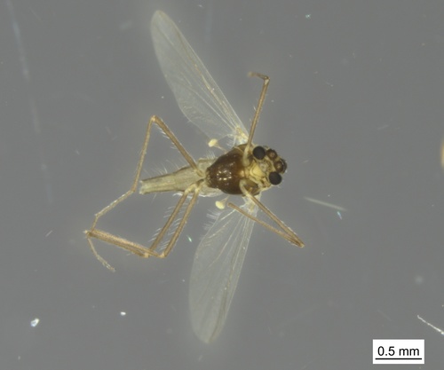 Heterotrissocladius changi