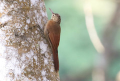 Lepidocolaptes souleyetii