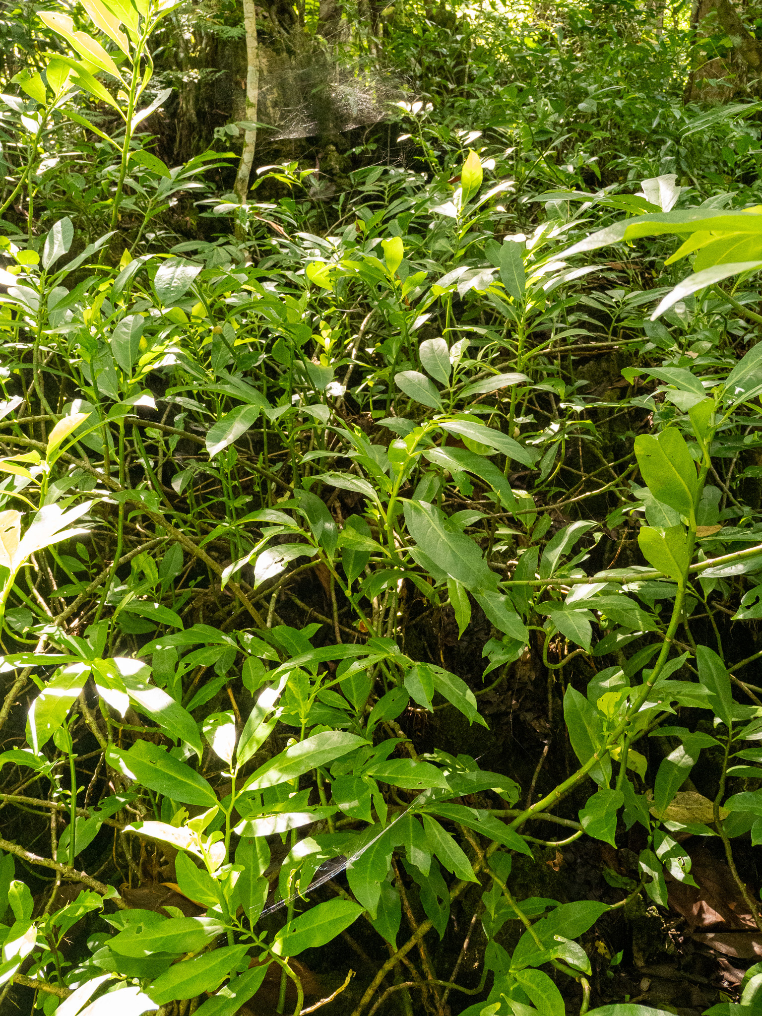 Imagem de Procris pedunculata