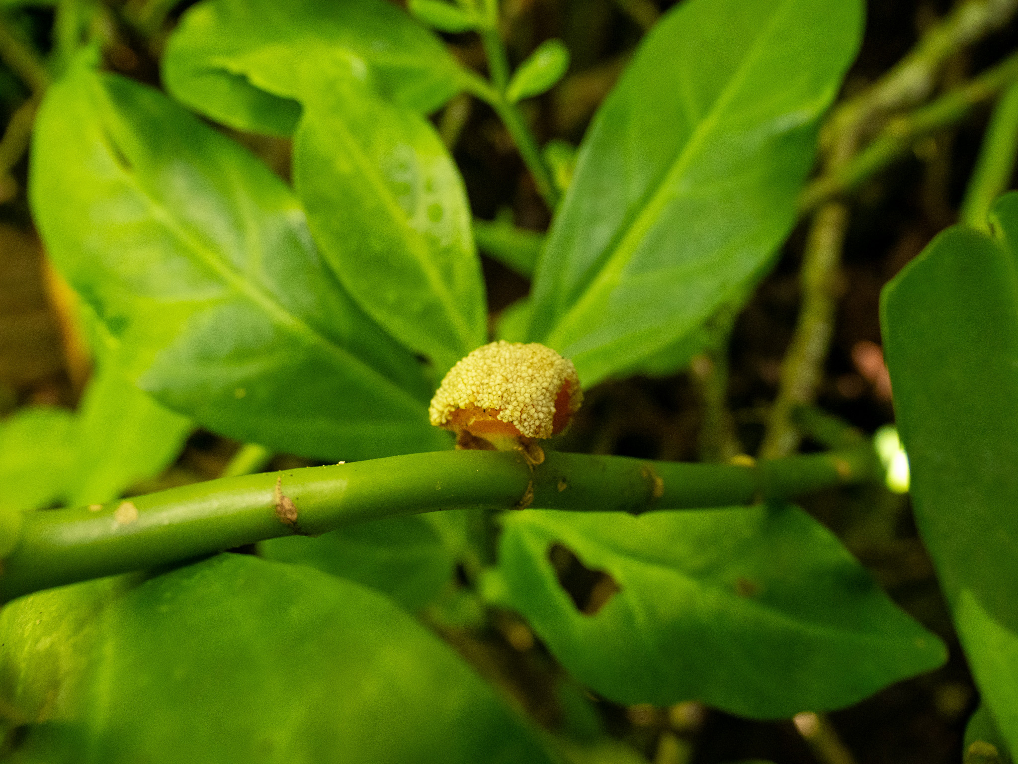 Imagem de Procris pedunculata