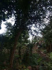 Psidium friedrichsthalianum