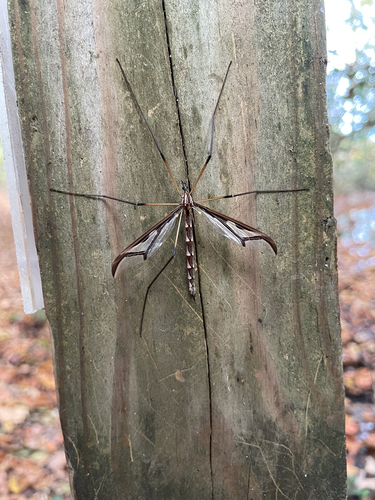 Unknown species found near Pondside Nature Trail, Felton, DE, US