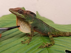 San Juan River Anole photo 4