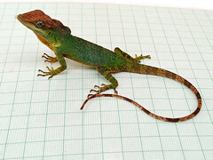 San Juan River Anole photo 5