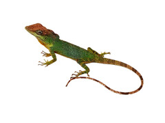 San Juan River Anole photo 3