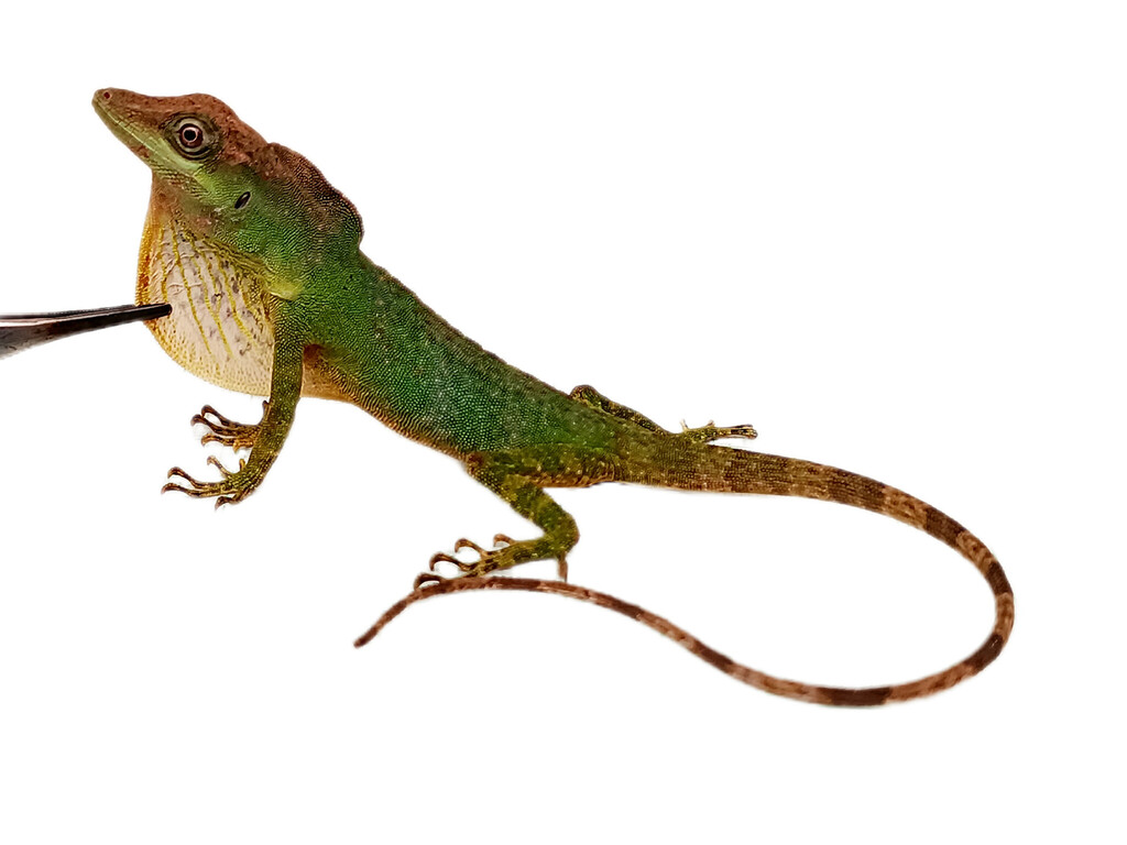 San Juan River Anole