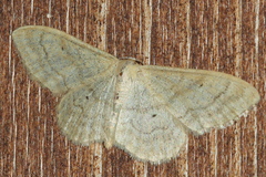 Idaea deversaria
