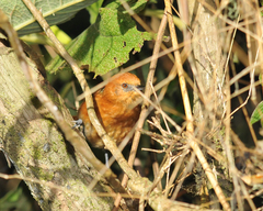 Synallaxis fuscorufa