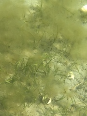 Zostera noltei