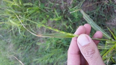 Rottboellia cochinchinensis