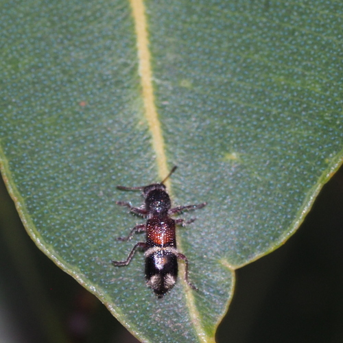 Blackburniella, 2025-10-29