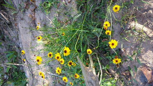 Coreopsis