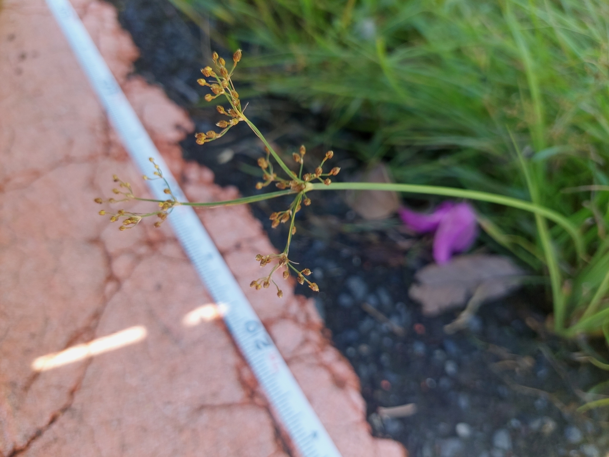 Grass-Like Fimbry (Fimbristylis littoralis)