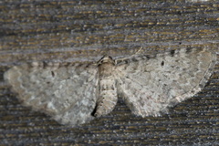 Eupithecia selinata
