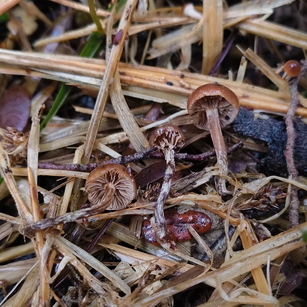 Deconica crobula