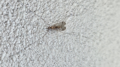 Unknown species found near Red Bug Lake Rd and Broadway St, Oviedo, FL 32765, USA