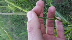 Rottboellia cochinchinensis